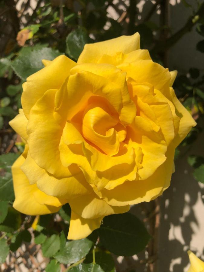 Le Chai De La Rose Spa Et Seances Bien Etre Doué-la-Fontaine Exterior foto
