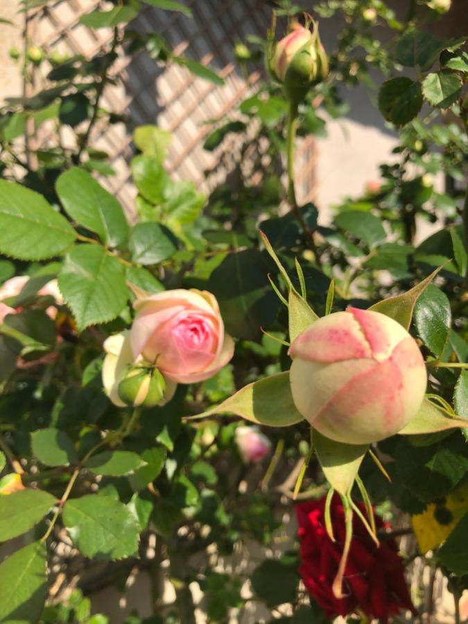 Le Chai De La Rose Spa Et Seances Bien Etre Doué-la-Fontaine Exterior foto