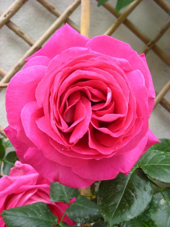 Le Chai De La Rose Spa Et Seances Bien Etre Doué-la-Fontaine Exterior foto